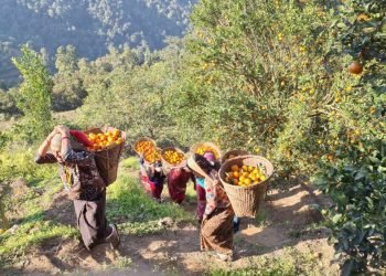 Bad condition of road creating problems in orange supply