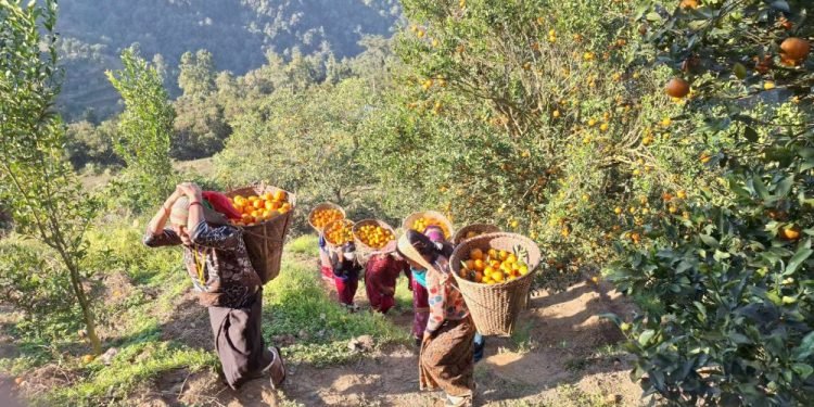 Bad condition of road creating problems in orange supply