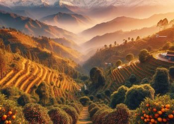 Myagdi farmers attracted to lucrative orange farming  