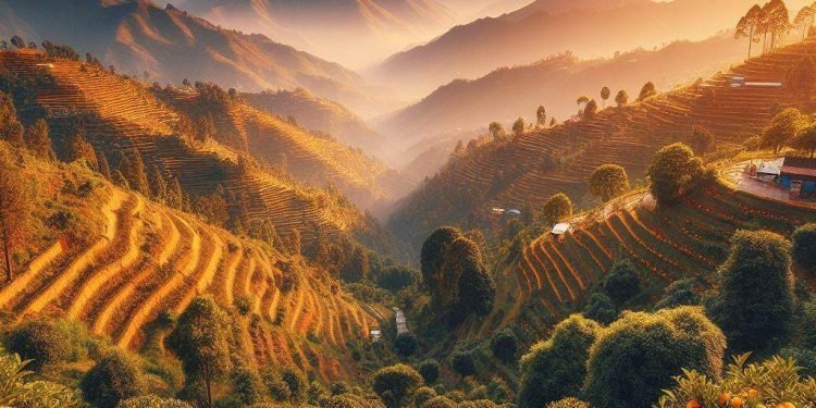 Myagdi farmers attracted to lucrative orange farming  