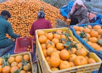 Govt set to declare orange as national fruit