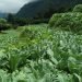 Vegetable farming brings prosperity to Kanchanpur freed Kamaiyas 