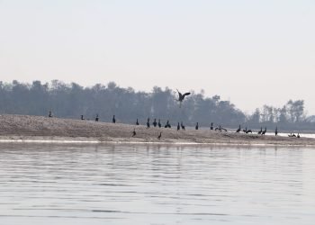 Water birds of 41 species found in Narayani river area