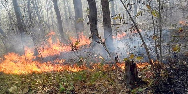 Forest fire reaches human settlement, destroys a house in Udayapur