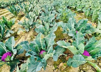 Colourful cauliflower drawing crowd in Lahan