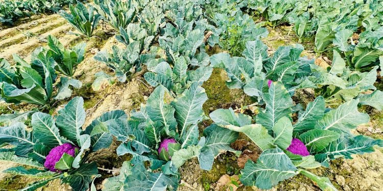 Colourful cauliflower drawing crowd in Lahan