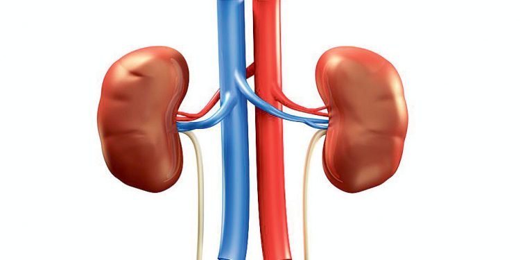 Human Organ Transplant Centre conducts 1,200 kidney transplants in 11 years