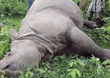 11 rhinos found dead in CNP in current fiscal year