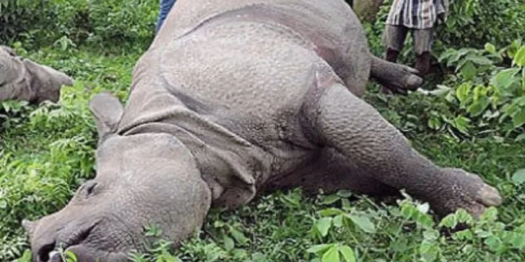11 rhinos found dead in CNP in current fiscal year