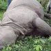 11 rhinos found dead in CNP in current fiscal year