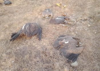 Five vultures found dead in Nawalpur