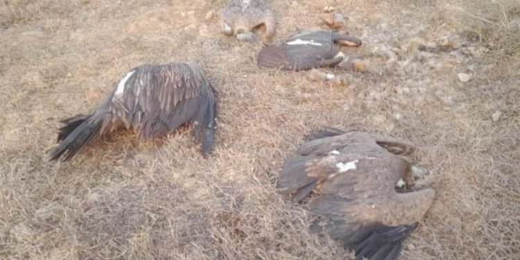 Five vultures found dead in Nawalpur