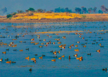 ‘Wetlands conservation must for biodiversity’