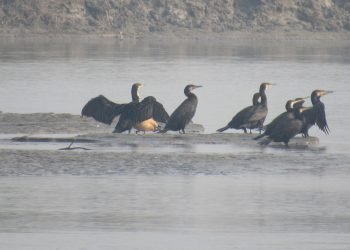 Habitat loss causes sharp decline of birds in Koshitappu