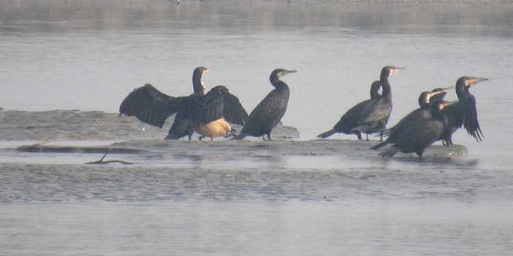 Habitat loss causes sharp decline of birds in Koshitappu