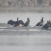 Habitat loss causes sharp decline of birds in Koshitappu