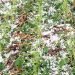 Hailstone damages winter crops