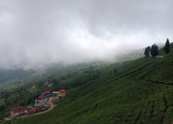 Organic tea farming campaign in Suryodaya municipality