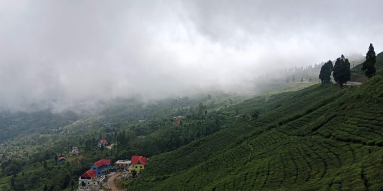 Organic tea farming campaign in Suryodaya municipality