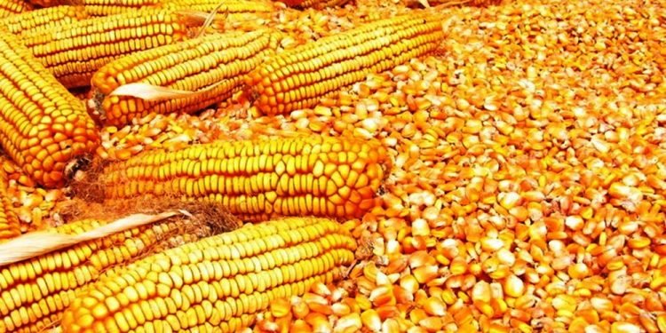 Farmers receive improved species of maize seeds on subsidy