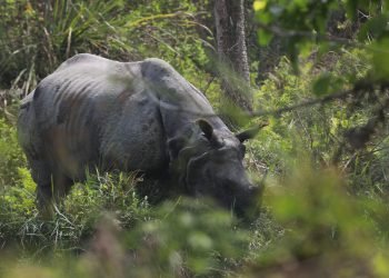 Internal translocation of rhinos taking place in Chitwan