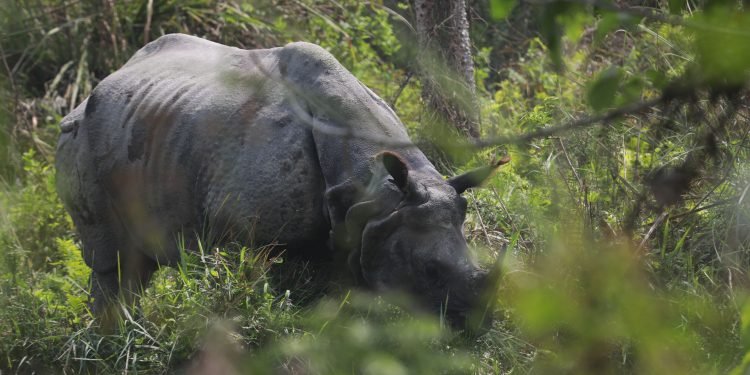 Internal translocation of rhinos taking place in Chitwan