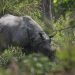Internal translocation of rhinos taking place in Chitwan