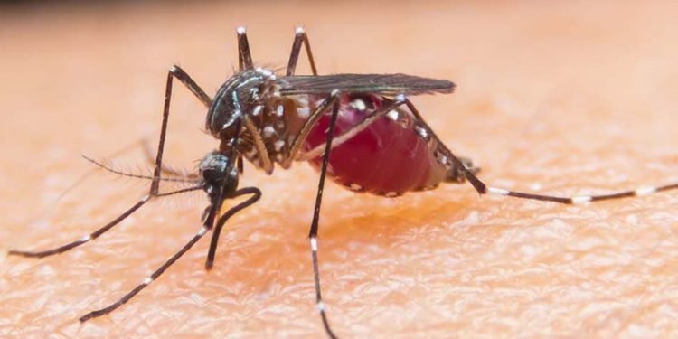 World Malaria Day: Foreign returnees more vulnerable