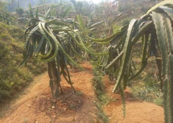 Alluring dragon fruit farming in Syangja