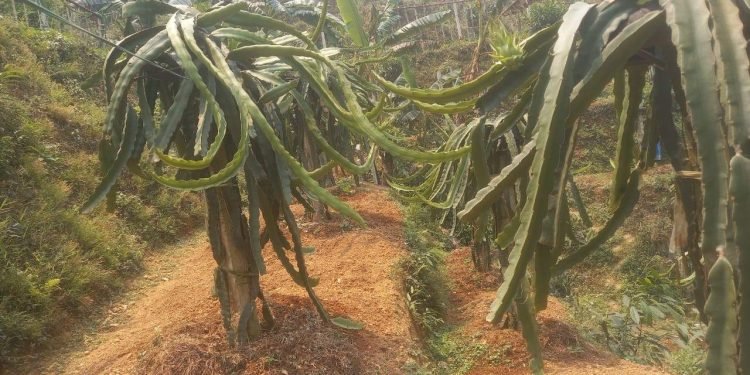Alluring dragon fruit farming in Syangja