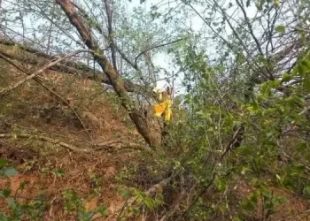 Four arrested for allegedly cutting down ‘Bodhichitta’ tree