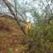 Four arrested for allegedly cutting down ‘Bodhichitta’ tree