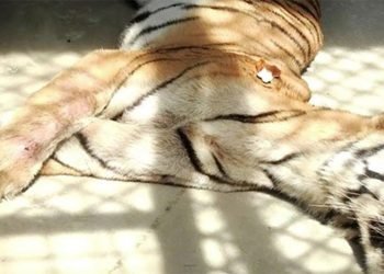 Three tigers die in cage of Parsa National Park