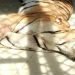 Three tigers die in cage of Parsa National Park