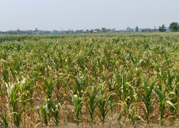 Drought drying up corn plants