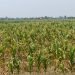 Drought drying up corn plants