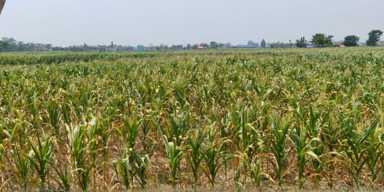 Drought drying up corn plants