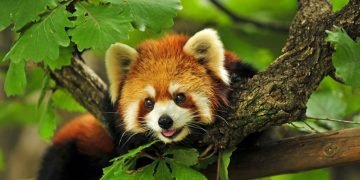 WWF presents Abraham Conservation Award to Himali Samrakshyan Munch