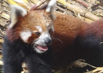 WWF presents Abraham Conservation Award to Himali Samrakshyan Munch