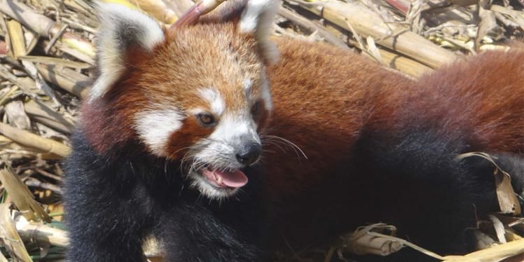 WWF presents Abraham Conservation Award to Himali Samrakshyan Munch