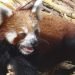 WWF presents Abraham Conservation Award to Himali Samrakshyan Munch