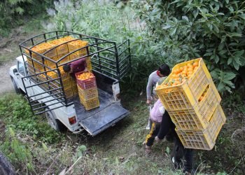 Farmers in Myagdi earn Rs 210 million by selling oranges