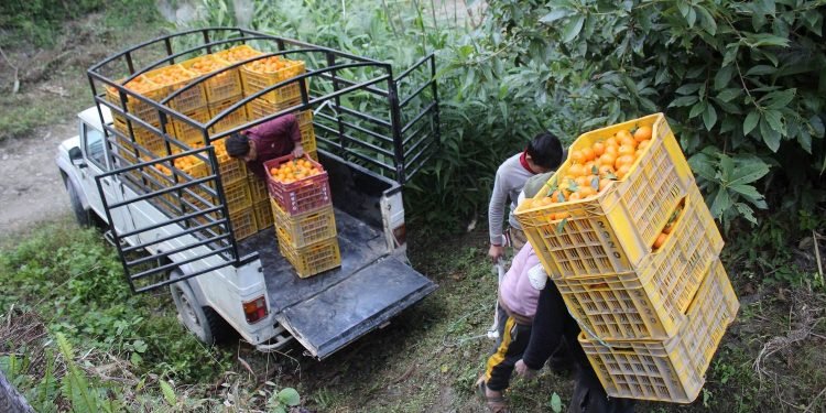 Farmers in Myagdi earn Rs 210 million by selling oranges
