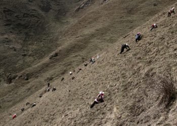 Four yarsa pickers dead in Mugu