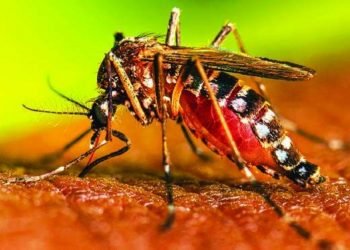 Risk of dengue cases high in Sudurpaschim Province