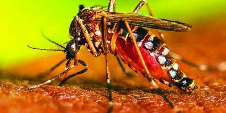 Risk of dengue cases high in Sudurpaschim Province