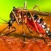 Risk of dengue cases high in Sudurpaschim Province