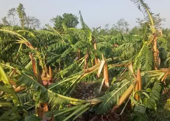 Strong wind cause damage to banana farming in 2,500 bighas land