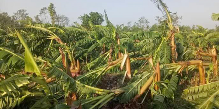 Strong wind cause damage to banana farming in 2,500 bighas land