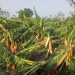 Strong wind cause damage to banana farming in 2,500 bighas land